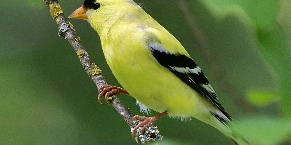 American Goldfinch